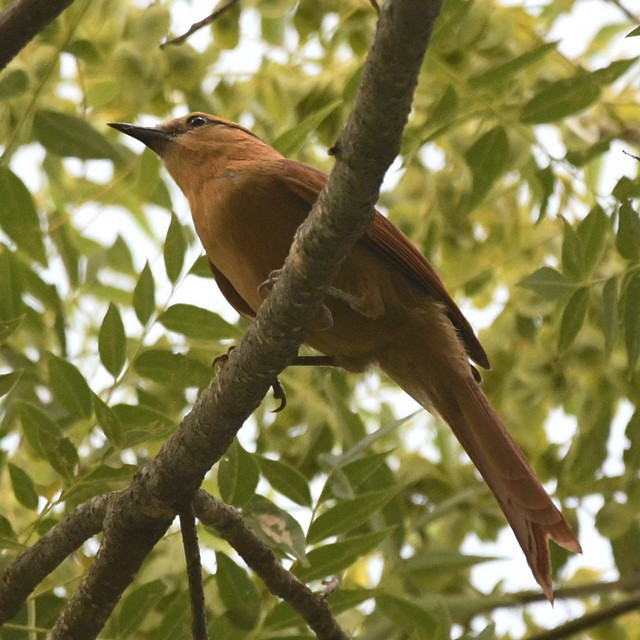 Buff-fronted Foliage-gleaner - ML574343881