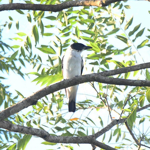 Black-crowned Tityra - ML574343891