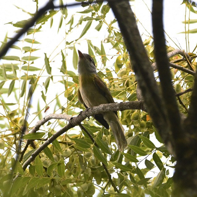 Green-backed Becard - ML574343901