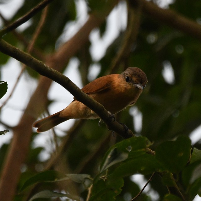Chestnut-crowned Becard - ML574343931