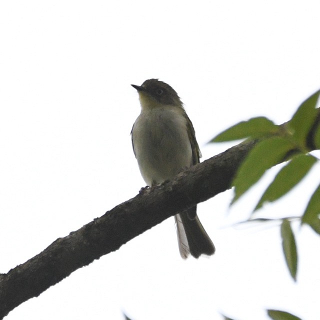 Bay-ringed Tyrannulet - ML574343941