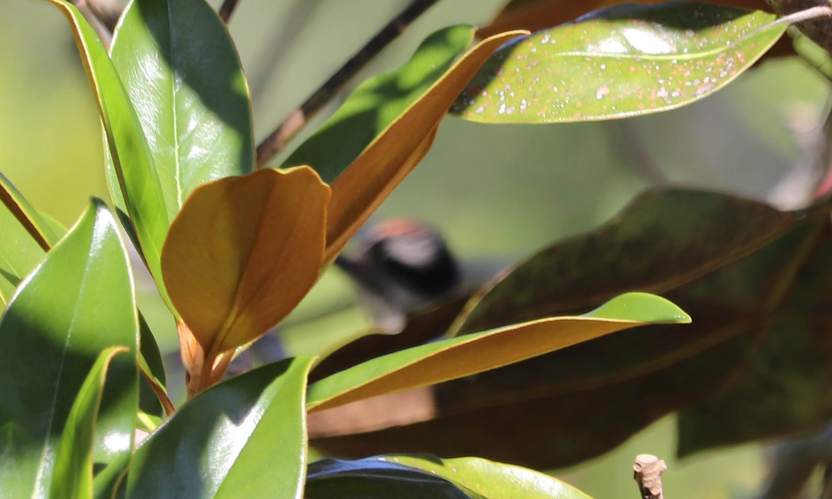 Downy Woodpecker - ML574343971