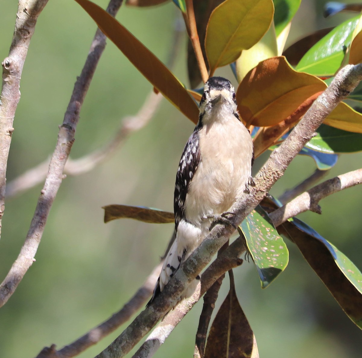 Downy Woodpecker - ML574343981