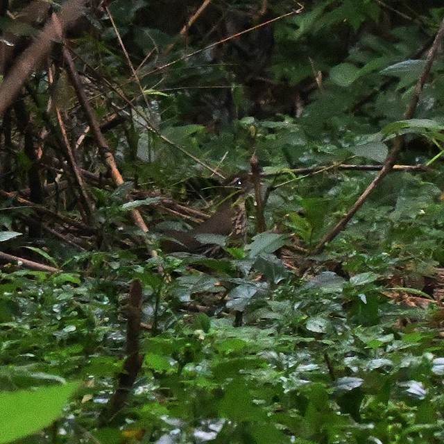 Short-tailed Antthrush - ML574344261