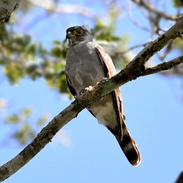 Rufous-thighed Kite - ML574344591