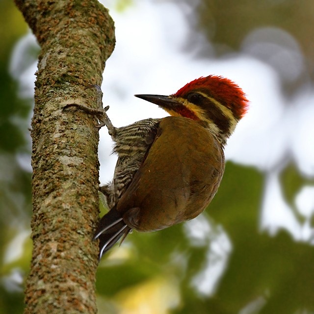 White-browed Woodpecker - ML574344621