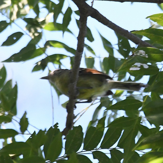 Rufous-margined Antwren - ML574344701