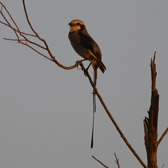 Streamer-tailed Tyrant - ML574345231