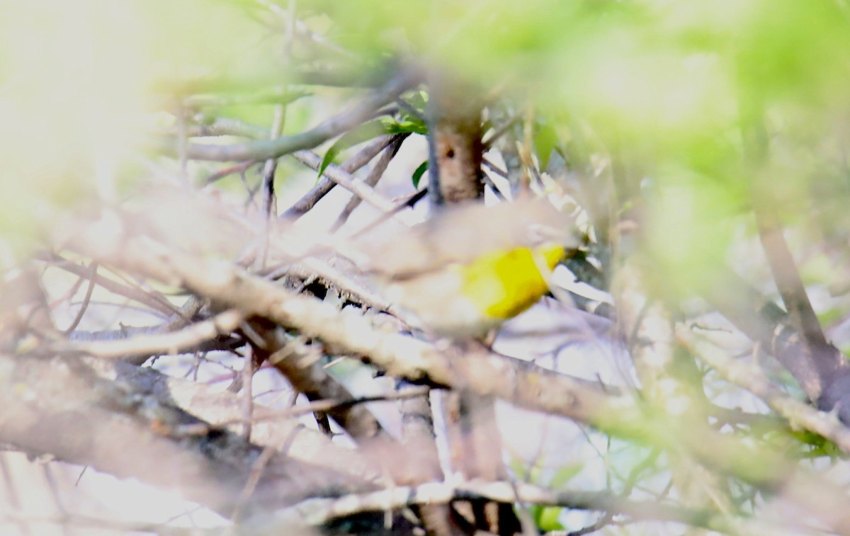 Yellow-breasted Chat - ML574345451