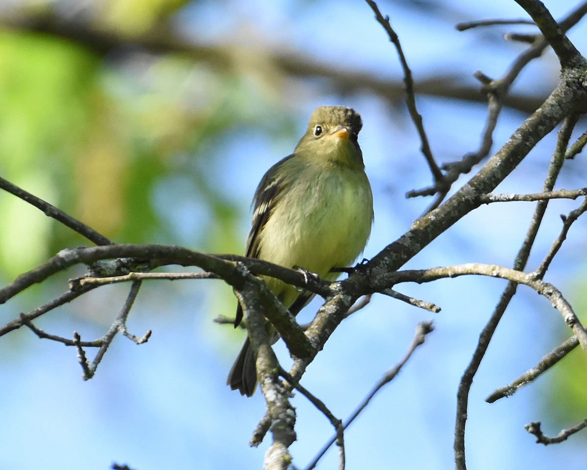 Yellow-bellied Flycatcher - ML574345771