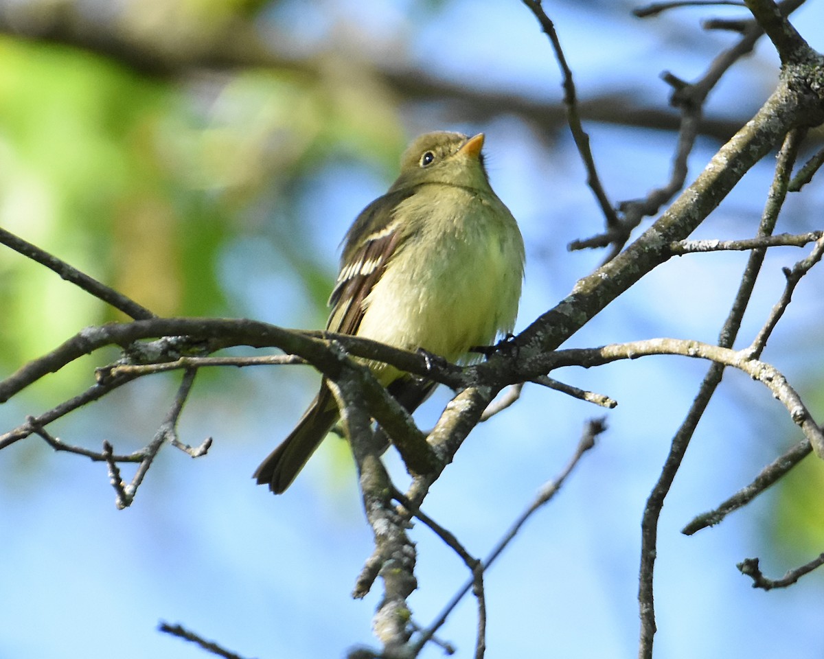 Yellow-bellied Flycatcher - ML574345781