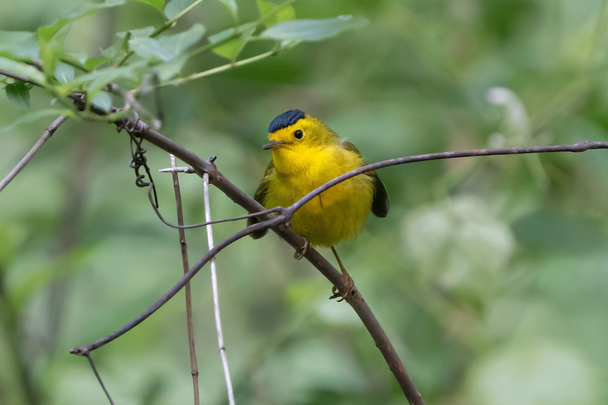 Wilson's Warbler - ML574346361