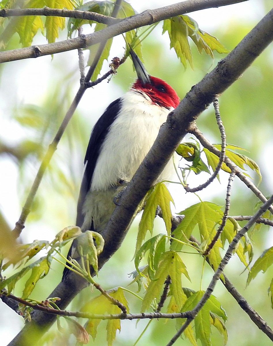 Red-headed Woodpecker - Theresa Dobko (td birder)