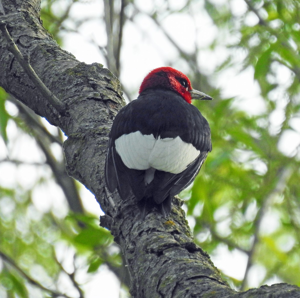 Red-headed Woodpecker - Theresa Dobko (td birder)