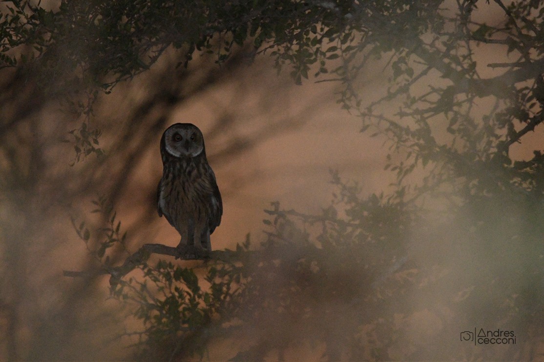 Short-eared Owl - ML574346911