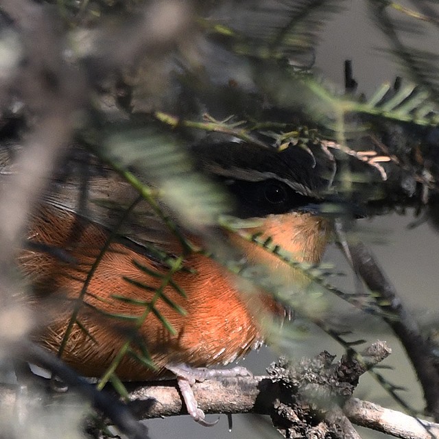 Olive-crowned Crescentchest - ML574346971