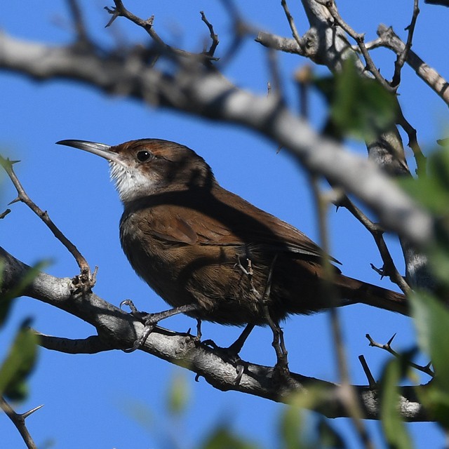 Chaco Earthcreeper - ML574346991