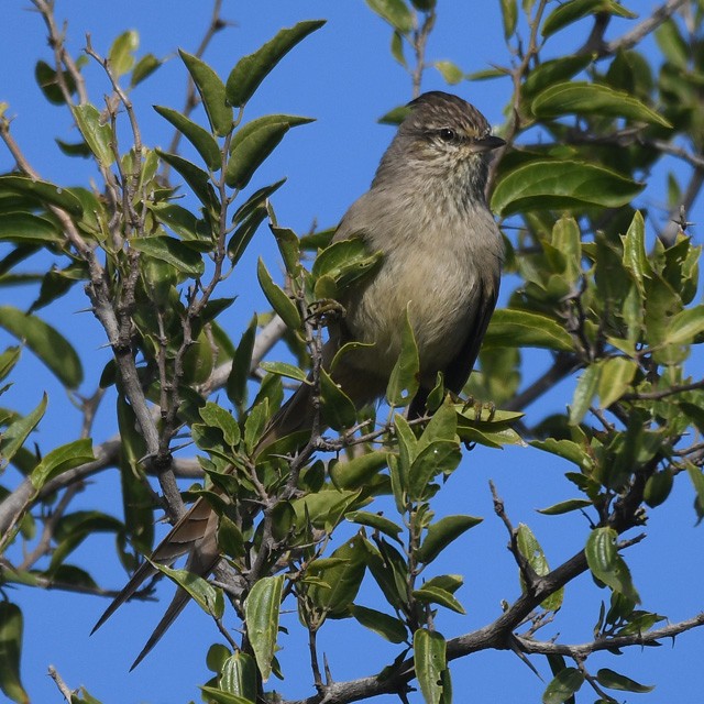 Tufted Tit-Spinetail - ML574347061