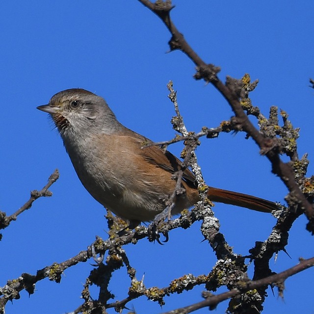 コバシカマドドリ - ML574347091