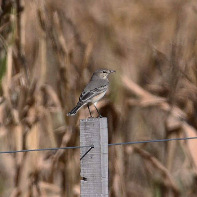 Lesser Shrike-Tyrant - ML574347121