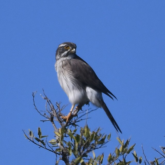 Spot-winged Falconet - ML574347441