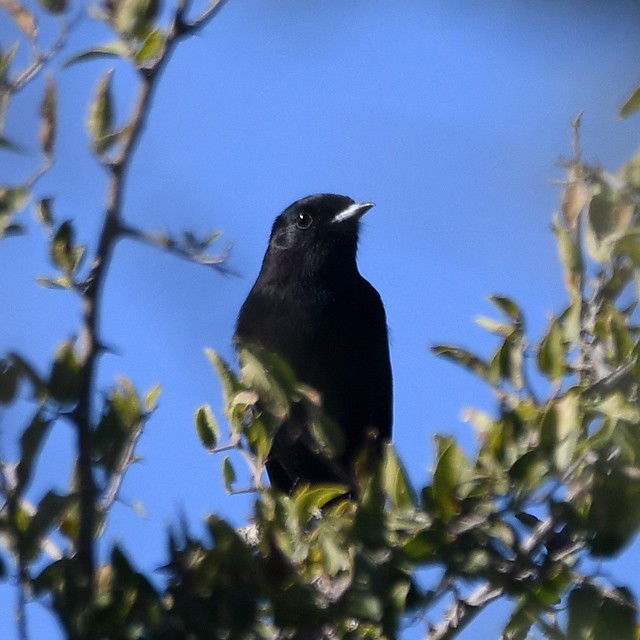 White-winged Black-Tyrant - ML574347481