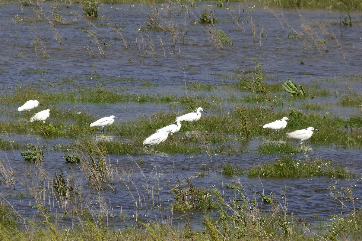 Little Egret - ML574347491