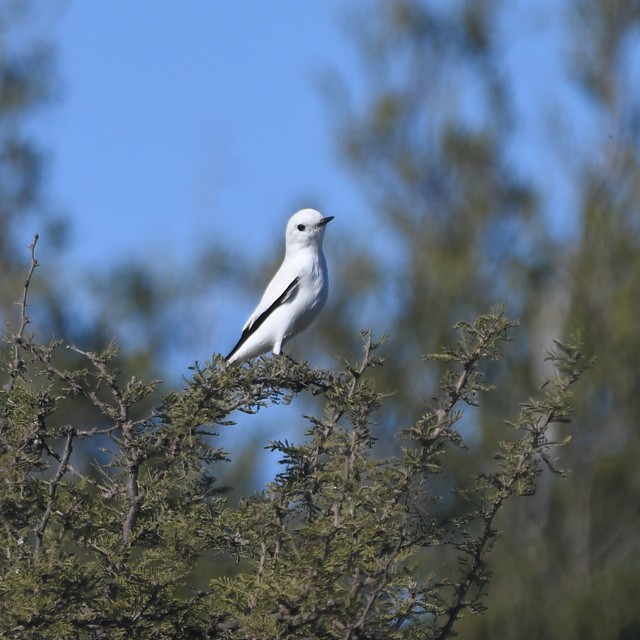 White Monjita - ML574347501