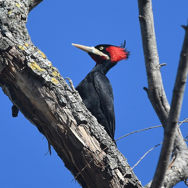 Cream-backed Woodpecker - ML574347791