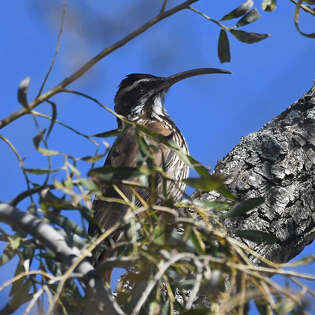 Scimitar-billed Woodcreeper - ML574347811