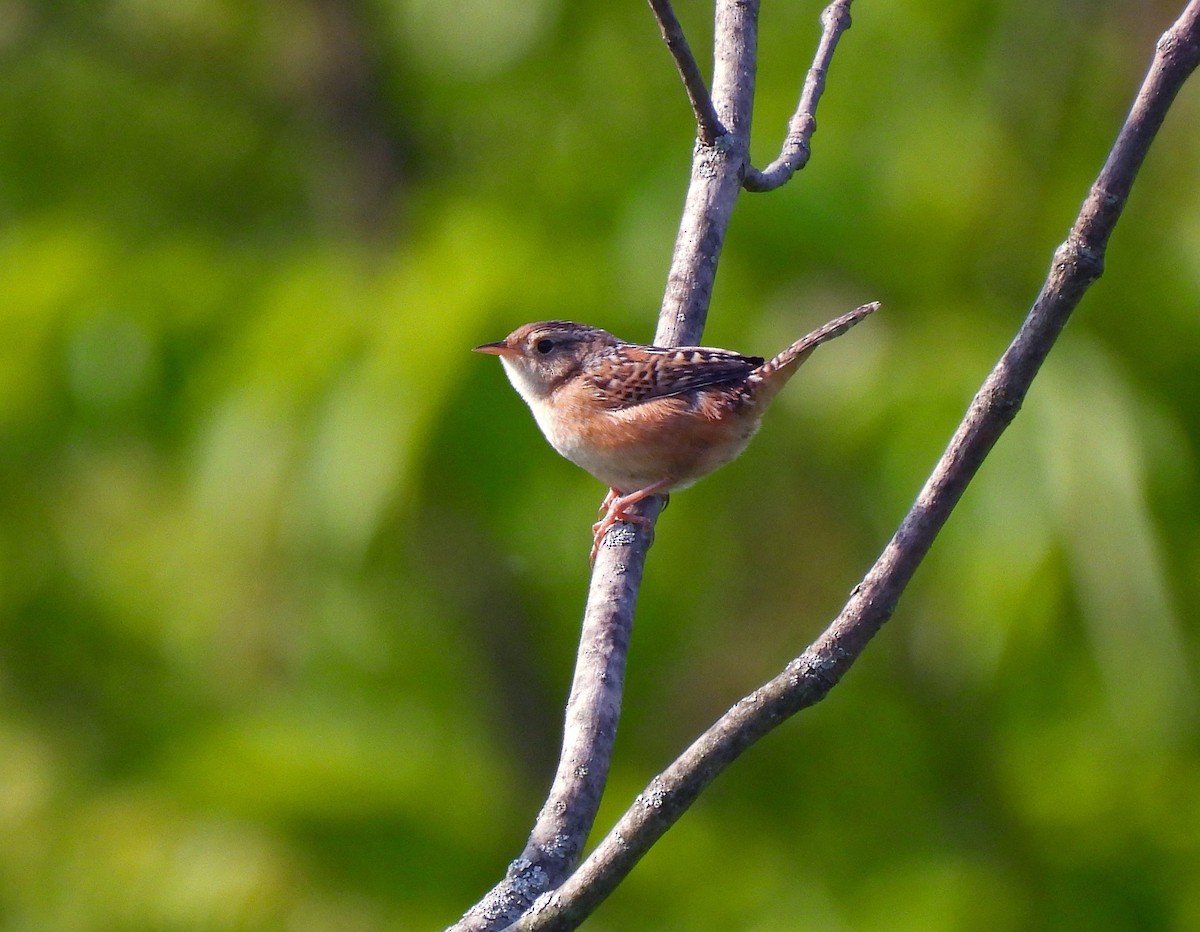 Sedge Wren - ML574348261