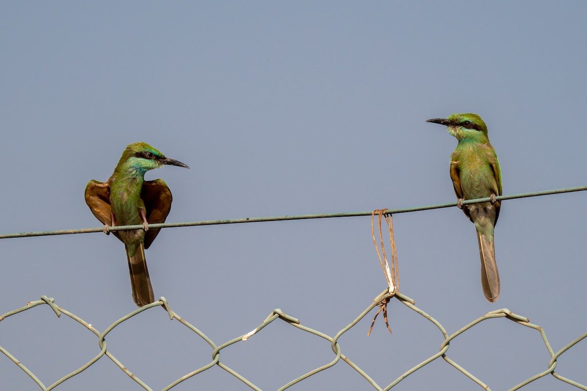 Arabian Green Bee-eater - ML574348501