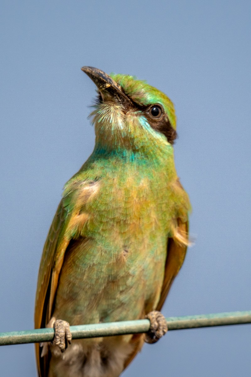 Arabian Green Bee-eater - ML574348541