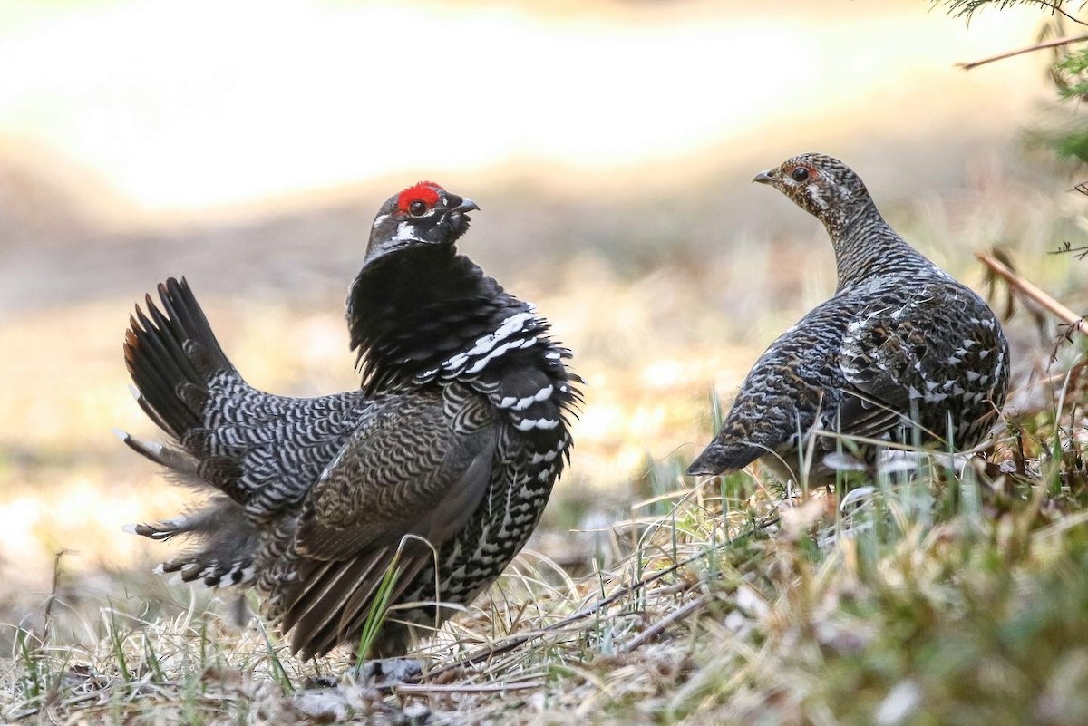 Spruce Grouse - ML574348791