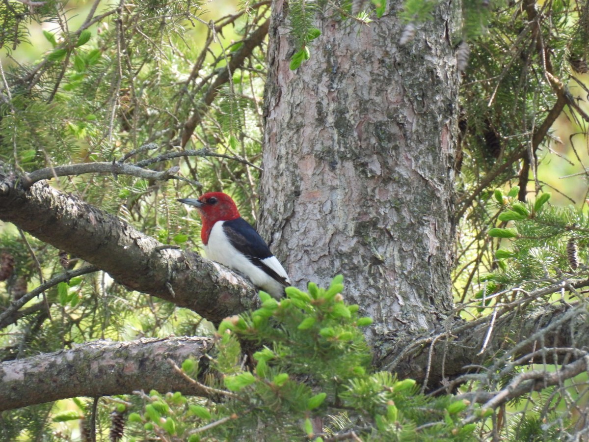 Red-headed Woodpecker - Joe McGill