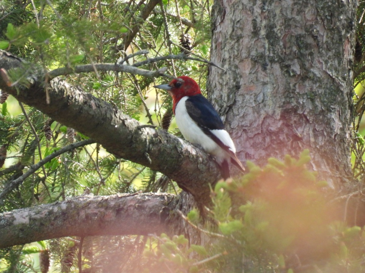 Red-headed Woodpecker - Joe McGill