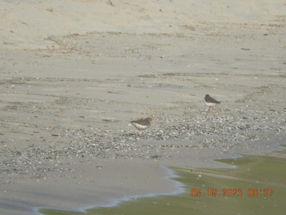 Spotted Sandpiper - ML574350551