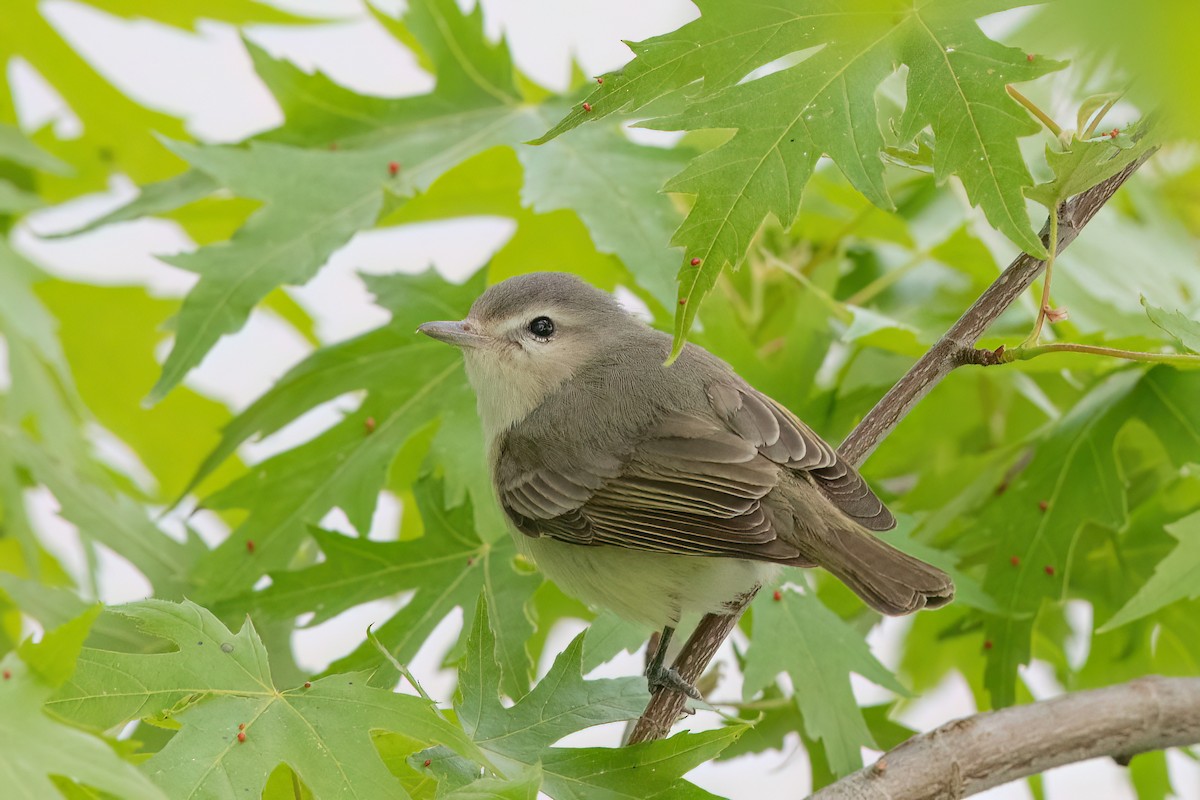 Warbling Vireo (Eastern) - ML574350561