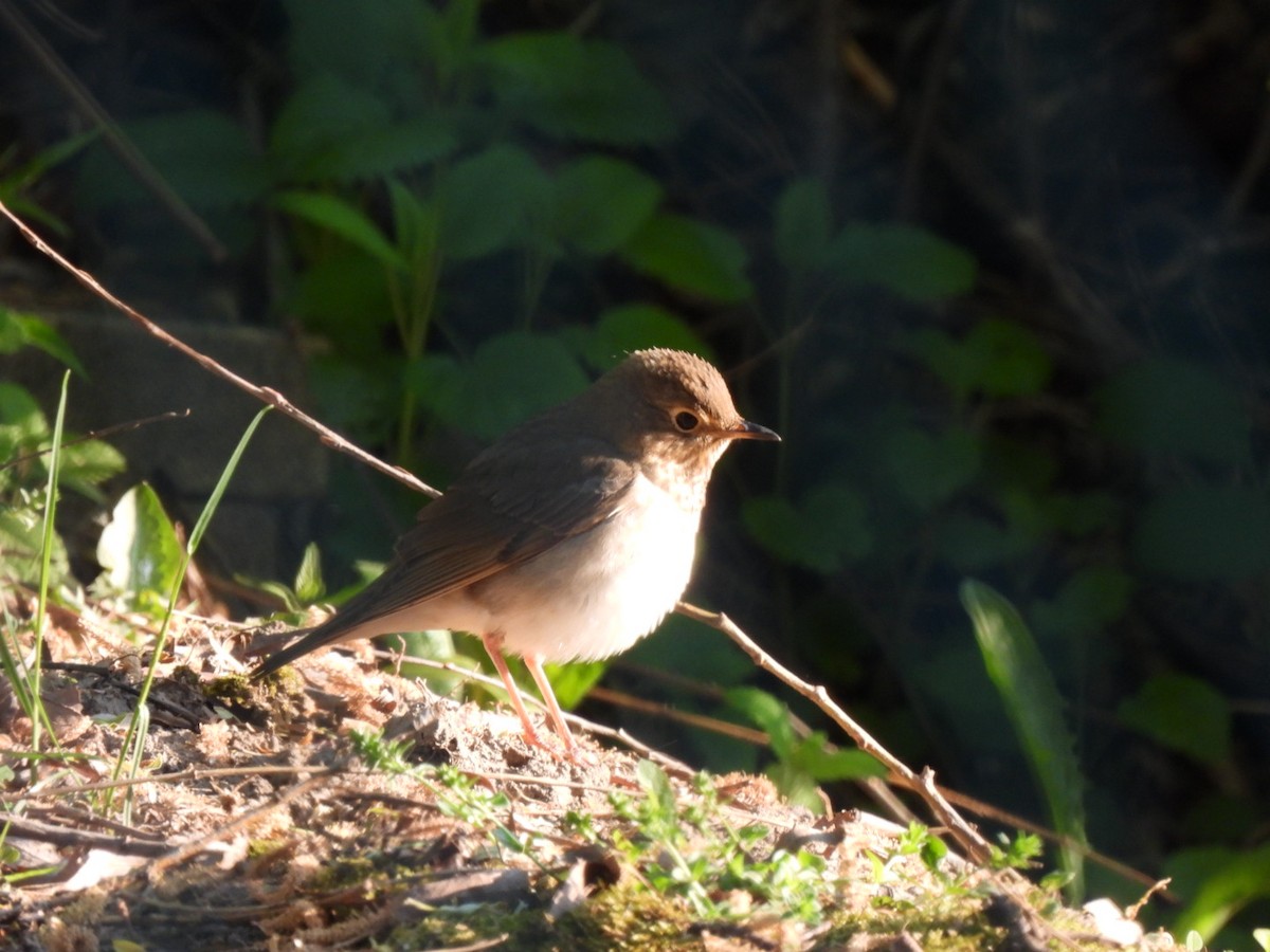 Swainson's Thrush - ML574350891