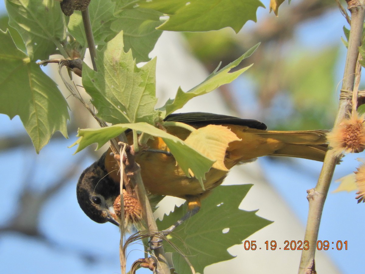 Baltimore Oriole - ML574350941