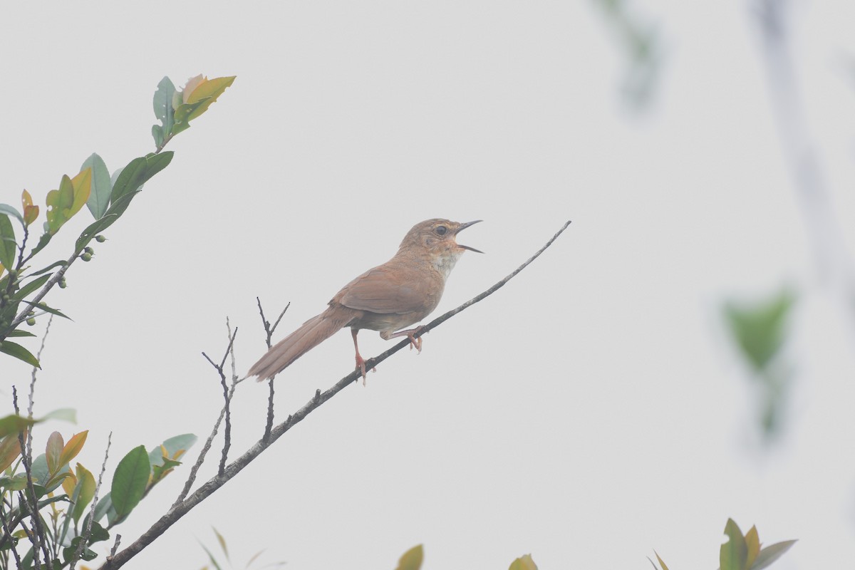 Russet Bush Warbler - Enoch Cheuk