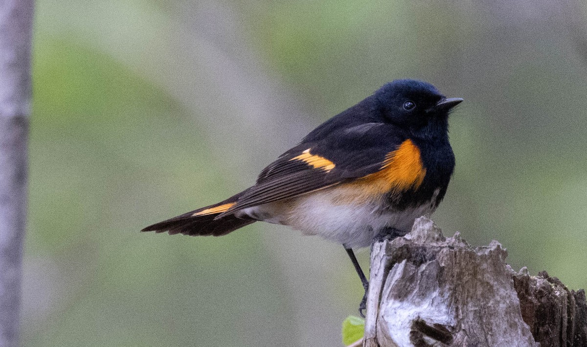 American Redstart - laura mclarnon