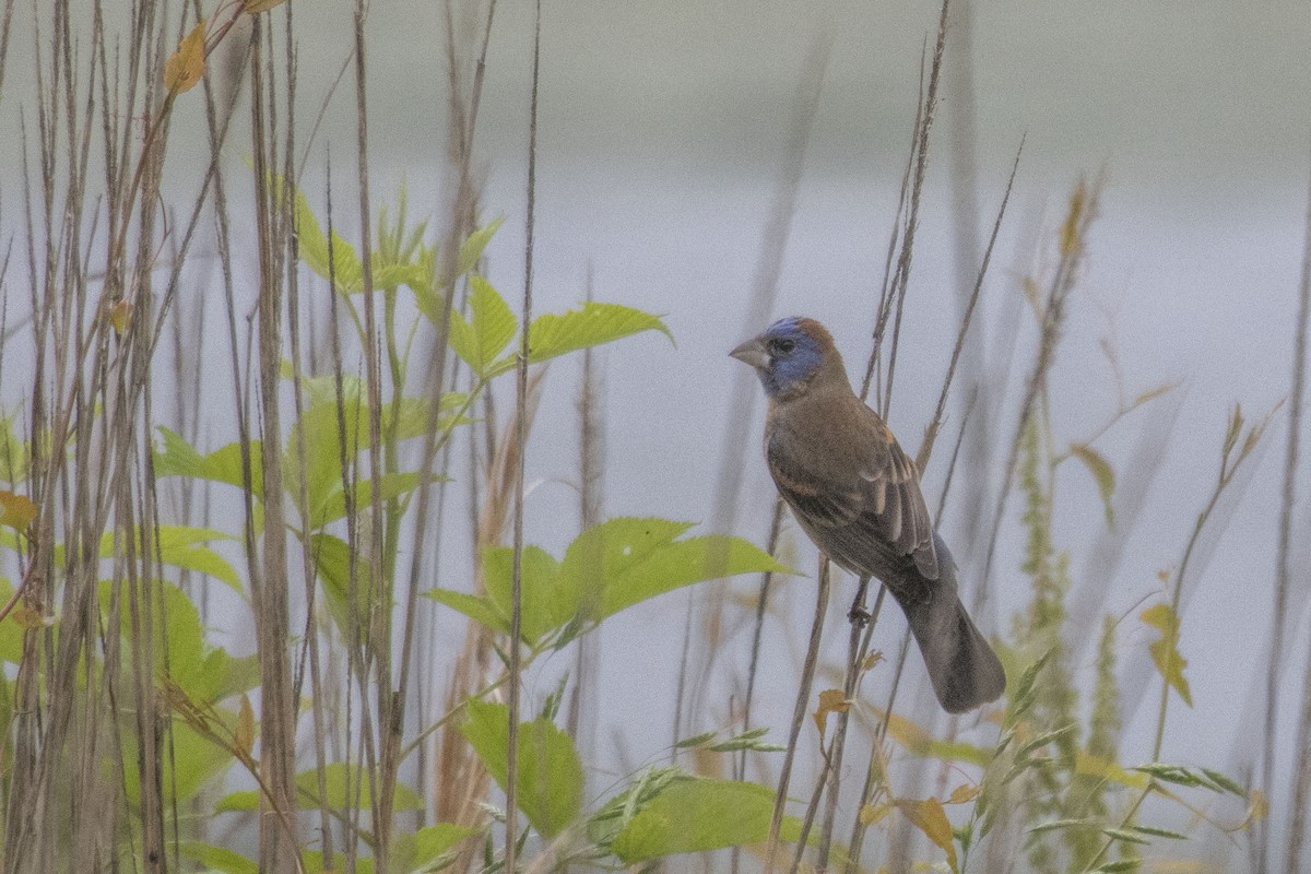 Blue Grosbeak - ML574352361