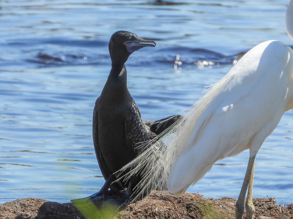 Little Black Cormorant - ML574352791