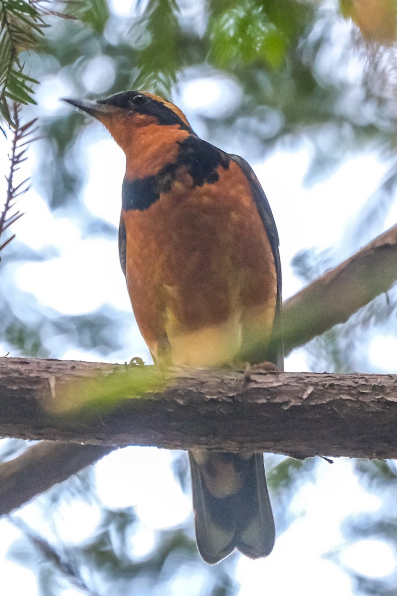 Varied Thrush - ML574353001
