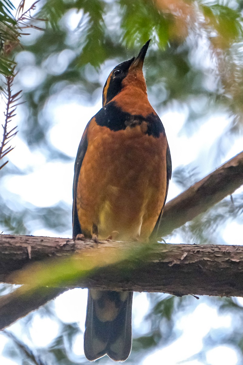 Varied Thrush - ML574353011