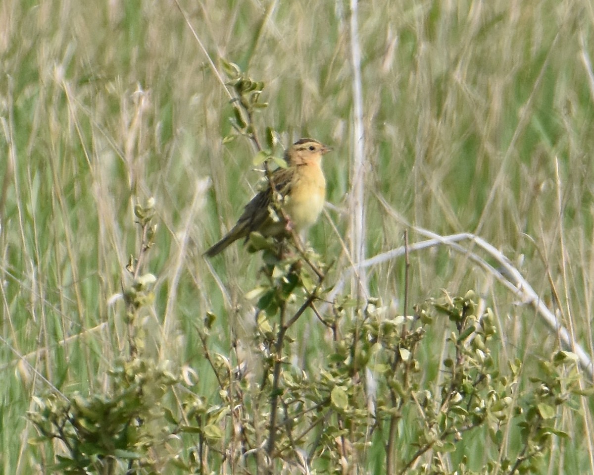 Bobolink - ML574353371