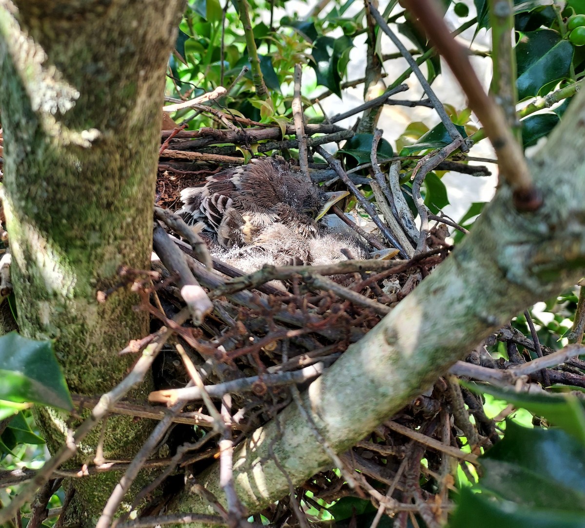 Northern Mockingbird - ML574353951