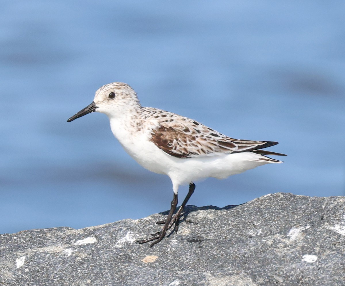 Bécasseau sanderling - ML574354171