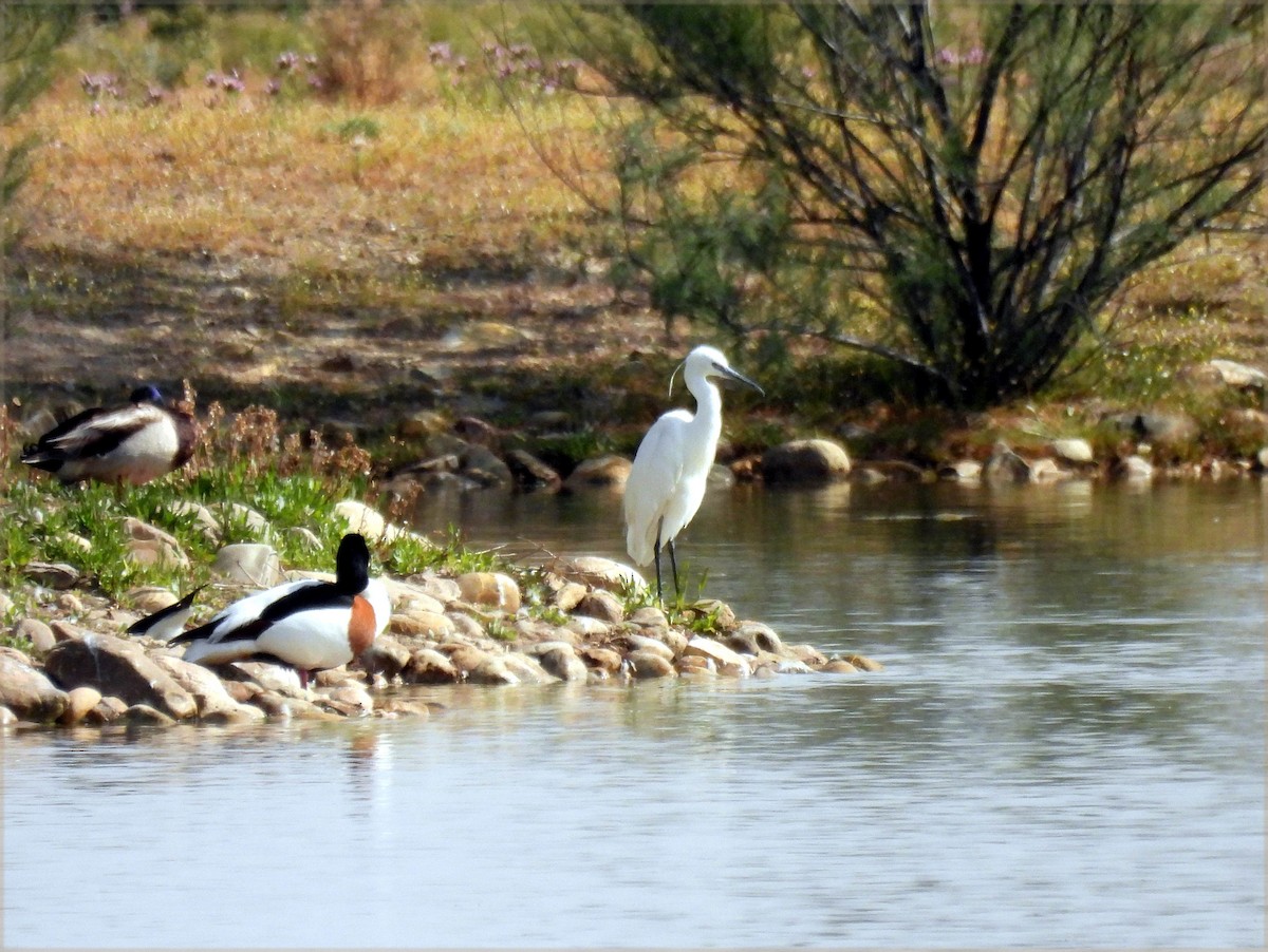 Little Egret - Jose Miguel  San Román